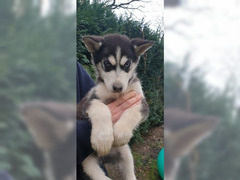 Cucciolo di razza Siberian Husky