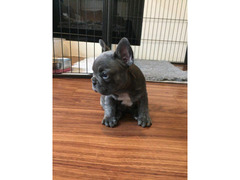 Cuccioli di Bouledogue Francese (Colore blu)