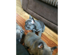 Cuccioli di Bouledogue Francese (Colore blu)