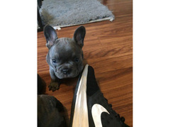 Cuccioli di Bouledogue Francese (Colore blu)