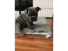 Cuccioli di Bouledogue Francese (Colore blu)