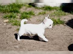 Cuccioli di chihuahua con pedigree