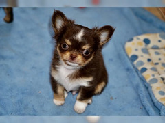 Cuccioli di chihuahua con pedigree
