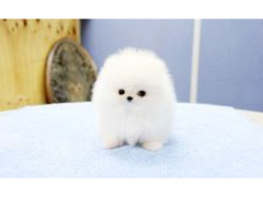 Dolcissimi Volpini di Pomerania