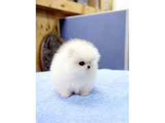 Dolcissimi Volpini di Pomerania