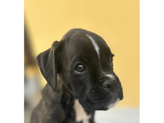 Cuccioli BOXER
