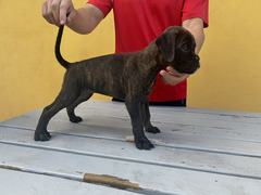Cuccioli BOXER