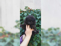 Spitz di pomerania cuccioli
