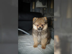 Spitz di pomerania cuccioli