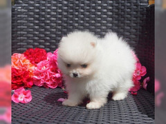 Spitz di pomerania cuccioli