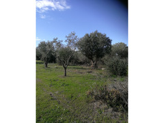 Piante di ulivo