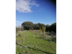Piante di ulivo