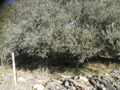 Piante di ulivo