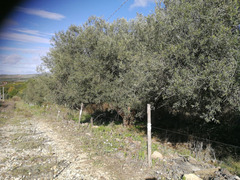 Piante di ulivo