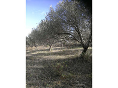 Piante di ulivo