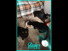 JOHN E WILL SMITH GATTI NERI