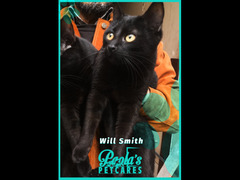 JOHN E WILL SMITH GATTI NERI