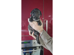 Cuccioli di alano gigante