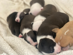 Cuccioli amstaff nati il 20/01/2021