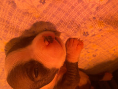 Cuccioli amstaff nati il 20/01/2021