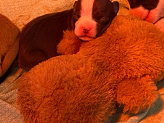 Cuccioli amstaff nati il 20/01/2021