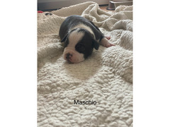 Cuccioli amstaff nati il 20/01/2021