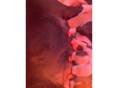 Cuccioli amstaff nati il 20/01/2021