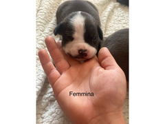 Cuccioli amstaff nati il 20/01/2021