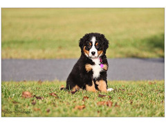 Vendita cucciolo cuccioli di bovaro del bernese