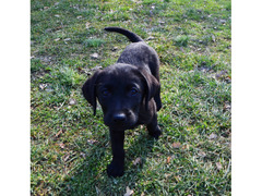 Cuccioli di Labrador Retriever neri di 2 mesi e mezzo