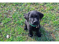 Cuccioli di Labrador Retriever neri di 2 mesi e mezzo
