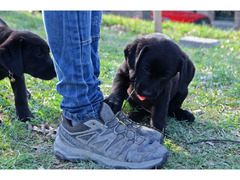 Cuccioli di Labrador Retriever neri di 2 mesi e mezzo