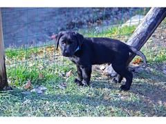 Cuccioli di Labrador Retriever neri di 2 mesi e mezzo