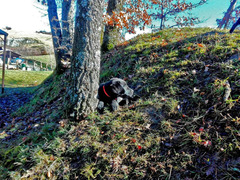 Cuccioli di Labrador Retriever neri di 2 mesi e mezzo