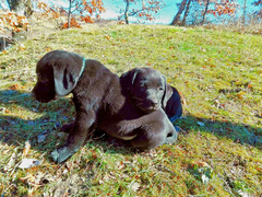 Cuccioli di Labrador Retriever neri di 2 mesi e mezzo