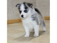 cucciolo di pomsky e  husky