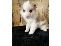 cucciolo di pomsky e  husky