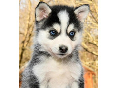 cucciolo di pomsky e  husky