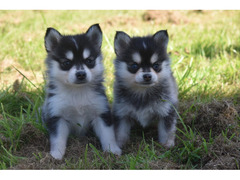 cucciolo di pomsky e  husky