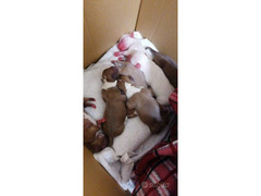 VENDO CUCCIOLI AMERICAN BULLY