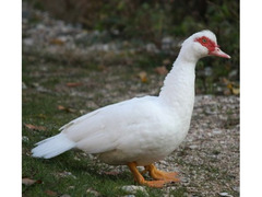 Anatre Mute