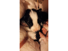 Cuccioli  razza YAKUTIAN LAIKA