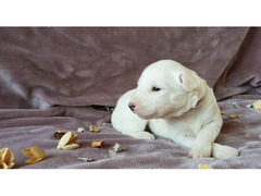 Cuccioli  razza YAKUTIAN LAIKA