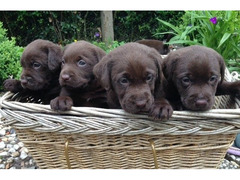 CUCCIOLI DI LABRADOR RETRIEVER