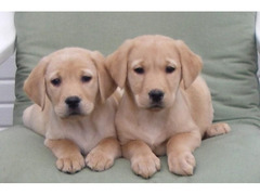 CUCCIOLI DI LABRADOR RETRIEVER