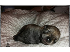Czechoslovakian Wolfdog puppies with pedigree