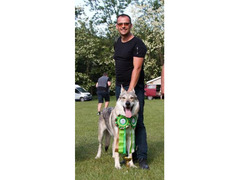 Czechoslovakian Wolfdog puppies with pedigree