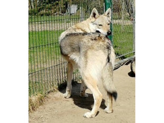 Czechoslovakian Wolfdog