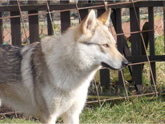 Czechoslovakian Wolfdog