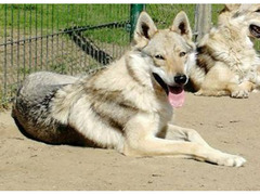 Czechoslovakian Wolfdog